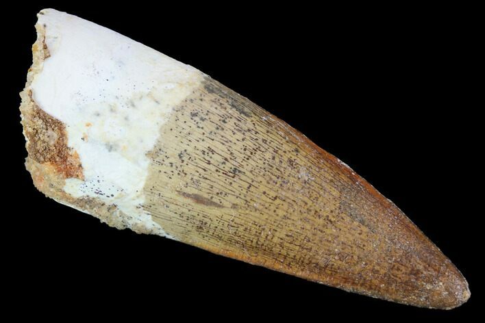 Real Spinosaurus Tooth - Top Quality Tooth #87208